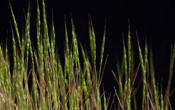 Aegilops tauschii, a wild goatgrass.